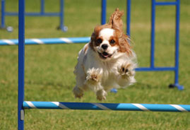 Ben performing a jump on the agility course